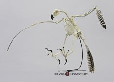 Eagle Skeleton