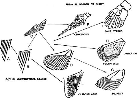 Diagrams illustrating hypothetical evolution of the extremities of diapnoan (I), ganoid (H) and elasmobranch (G) from a fin fold supported by a series of similar radial cartilages.