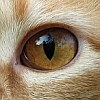 Cat Eye