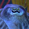 Cuttlefish Eye