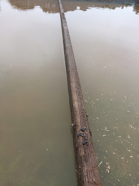 Spider bridge to rescue spiders trapped by rising flood waters