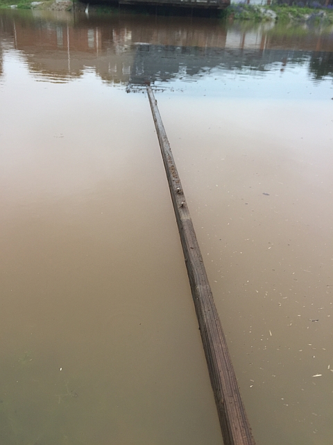 Spider bridge to rescue spiders trapped by rising flood waters