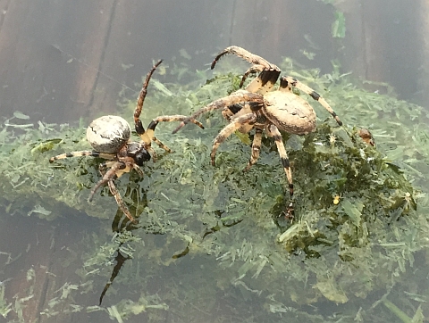 Spiders fighting for high ground during flood