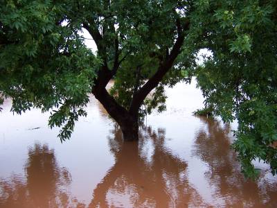 Flooded Backyard