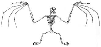 Fruit Bat Skeleton