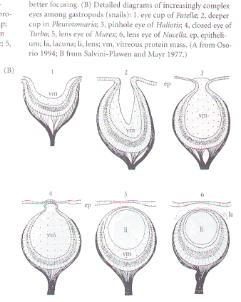 Evolution of Complex Eyes