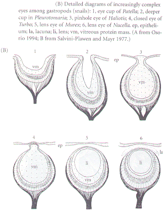 Mollusc Eyes