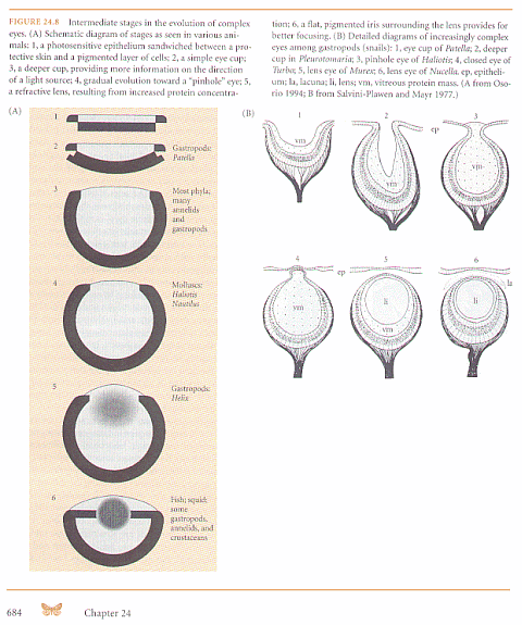 Evolution of Complex Eyes