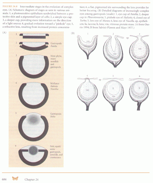 Evolution of Complex Eyes