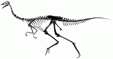 Gallimumus Skeleton