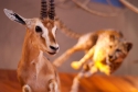 Gazelle & Cheetah Diorama