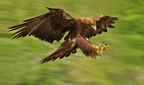 Golden Eagle