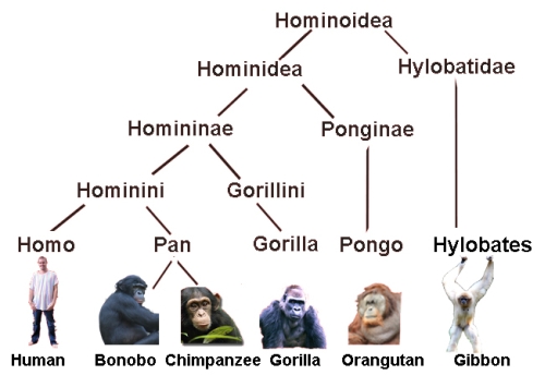 Ape Family Tree