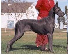 Great Dane