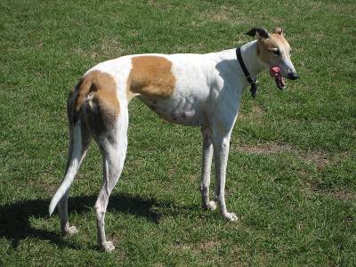 Greyhound