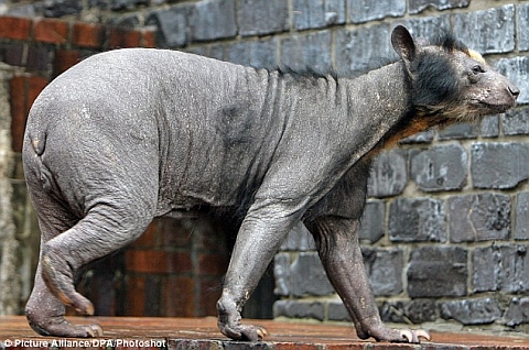 Hairless Spectacled Bear