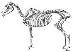 Horse Skeleton