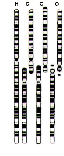 Comparison of Human & Ape Chromosomes