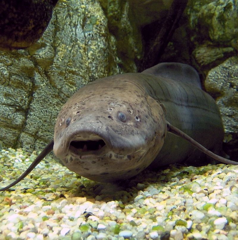 Lungfish