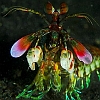 Mantis Shrimp