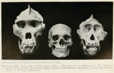 Ape Skull Photos