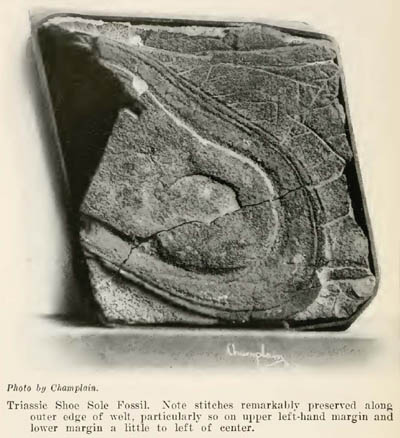 'Triassic Shoe' Iron Concretion