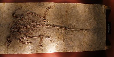 Microraptor zhaoianus