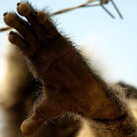 Monkey Hand
