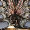 Horseshoe Crab Mouth