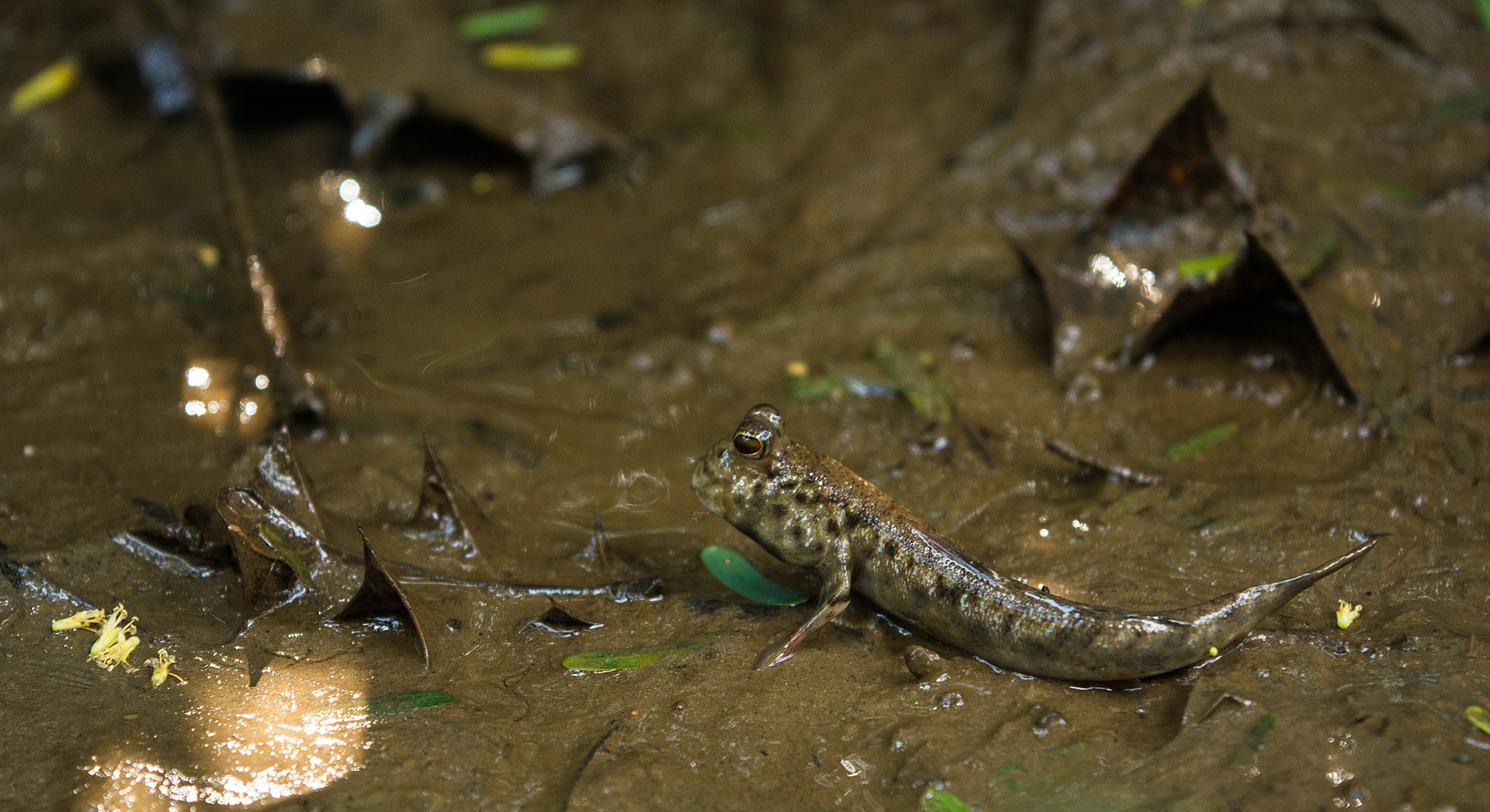 Mudskipper