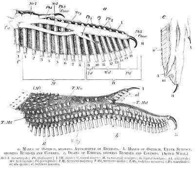 Ostrich Wing with Claw