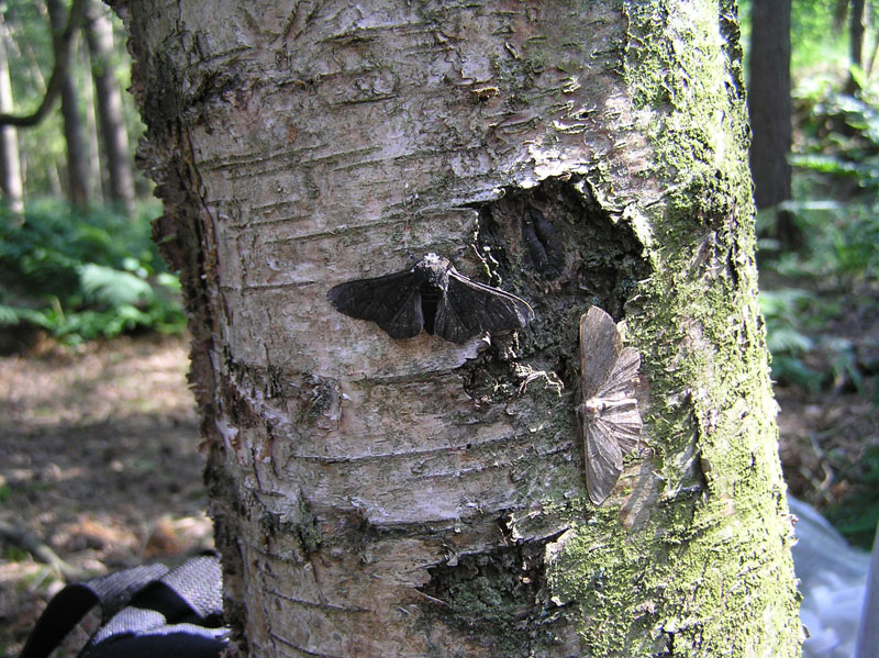 Peppered Moths