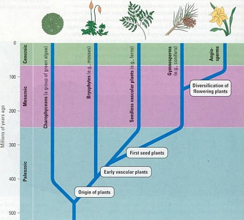 Plant Evolution Diagram