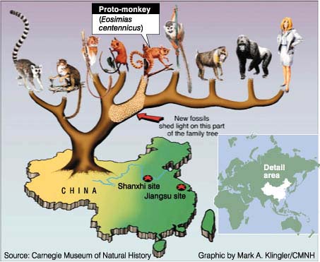 Primate Family Tree