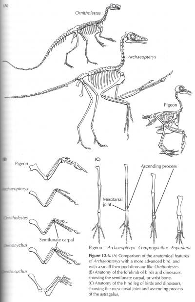 Non-avian Dinosaur & Bird Homology