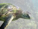 Sea Turtle in Hawaii