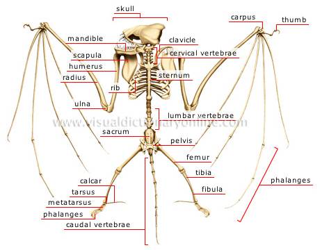 Bat Skeleton