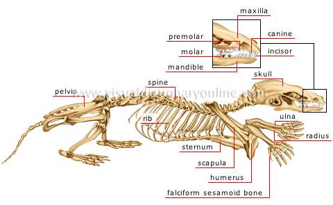 Mole Skeleton