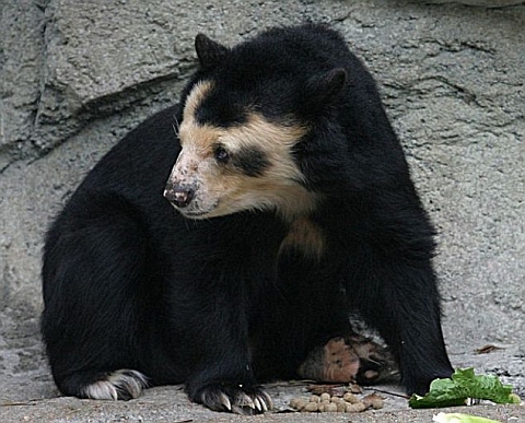 Spectacled Bear