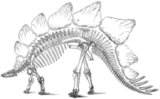 Stegosaurus Skeleton (Outdated Reconstruction)