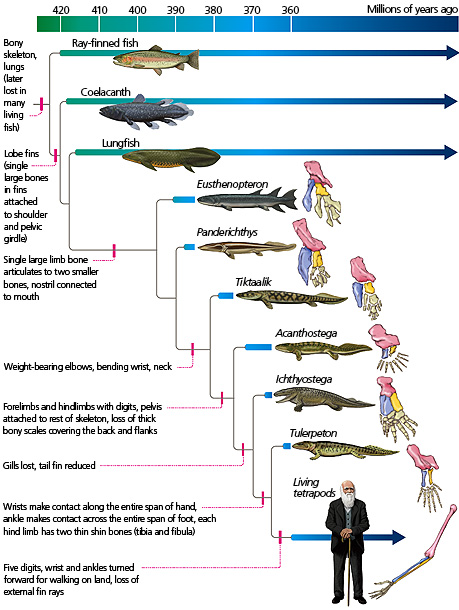 Tetrapod Limb Development