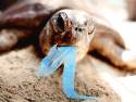 Turtle Eating Plastic Bag