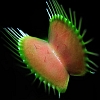 Venus Fly Trap