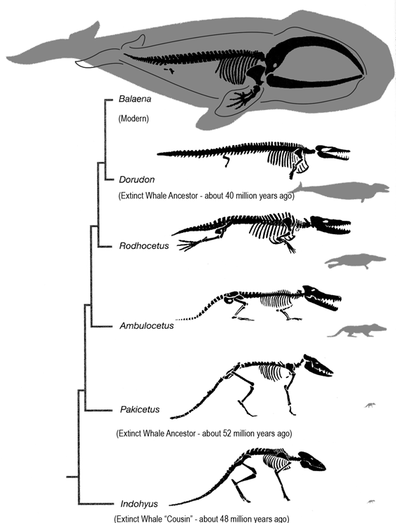 Whale Evolution