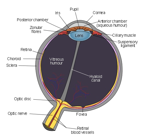 cow eyeball diagram
