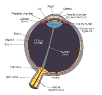 Vertebrae Eye