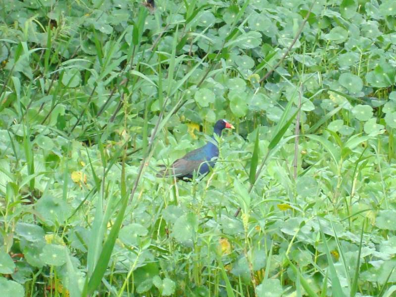 American Purple Gallinule (Photo Taken from Airboat)