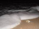 Crab on Beach by Surf at Night