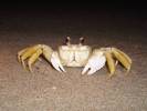 Big Crab on Beach at Night