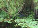 Alligator in Swamp (Photo Taken from Airboat)